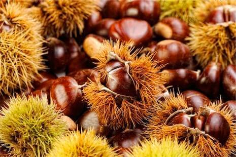 Ordinanza n.5 del 30-09-2025 raccolta castagne